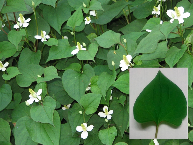 Rau gia vị là gì ? Phân biệt 13 loại rau gia vị phổ biến tại Việt Nam 5