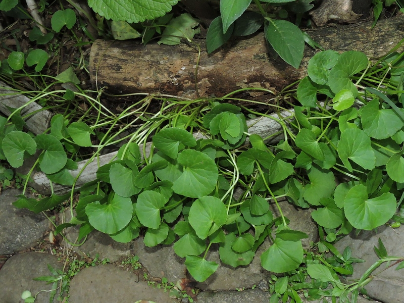 Rau má có mấy loại? Ăn như thế nào thì tốt? 1