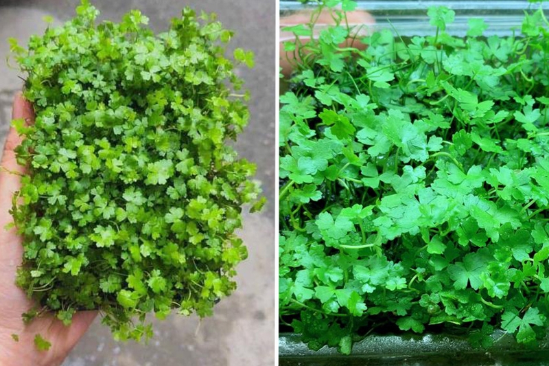 Rau má có mấy loại? Ăn như thế nào thì tốt? 2