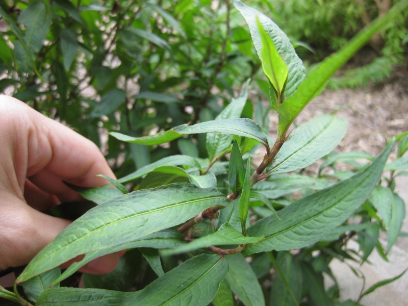 Rau răm làm chậm kinh nguyệt​ có đúng không? Các cách làm chậm kinh nguyệt cần biết 3