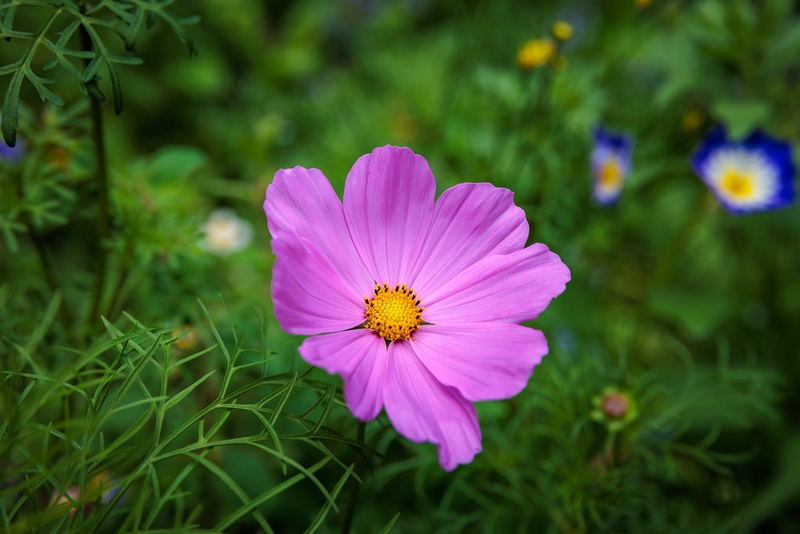 Rau sao nhái là gì? Đặc điểm và giá trị dinh dưỡng nổi bật 1