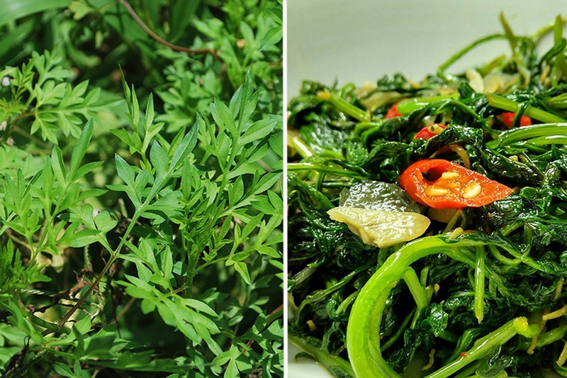 Rau sao nhái là gì? Đặc điểm và giá trị dinh dưỡng nổi bật 4