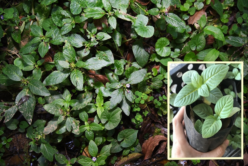 Rau xá xị​ là rau gì? Thành phần dinh dưỡng và tác dụng đối với sức khỏe 1