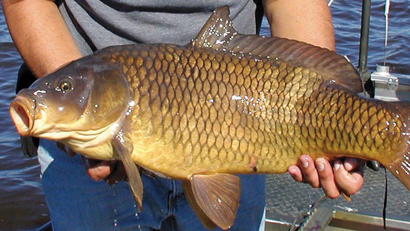 Top 5 loài cá nước ngọt có hàm lượng dinh dưỡng cao 1