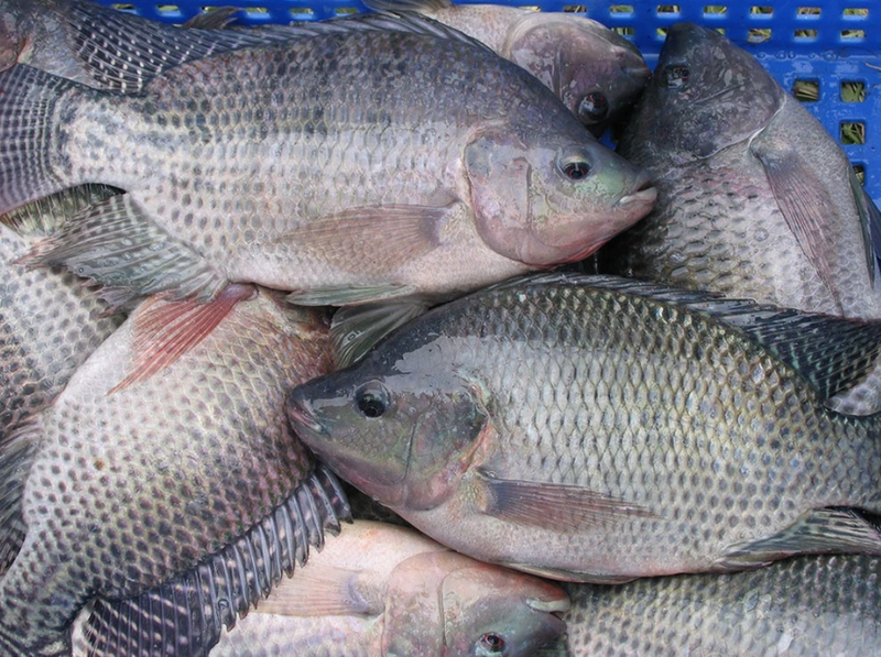 Top 5 loài cá nước ngọt có hàm lượng dinh dưỡng cao 2