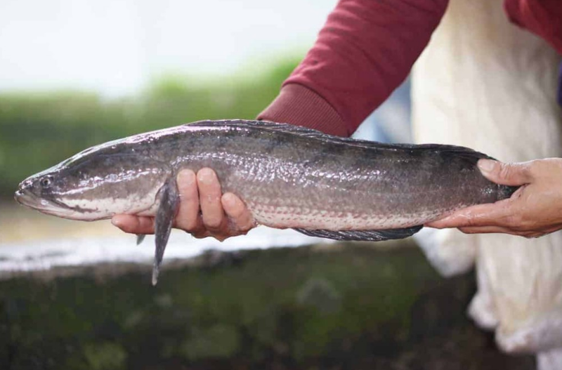 Top 5 loài cá nước ngọt có hàm lượng dinh dưỡng cao 3