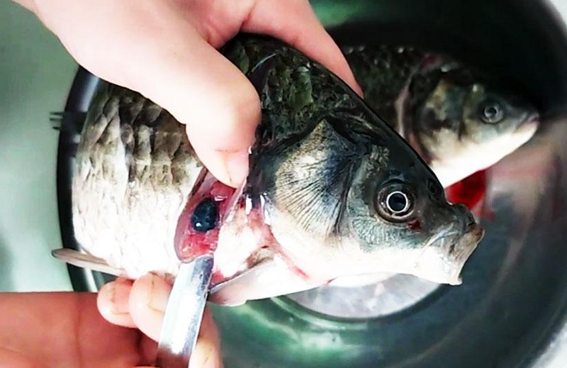 Top 5 loài cá nước ngọt có hàm lượng dinh dưỡng cao 4