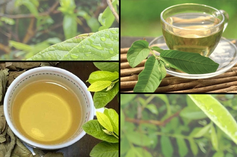 Trà lá ổi có tác dụng gì? Những lưu ý cần biết để sử dụng an toàn và hiệu quả 3