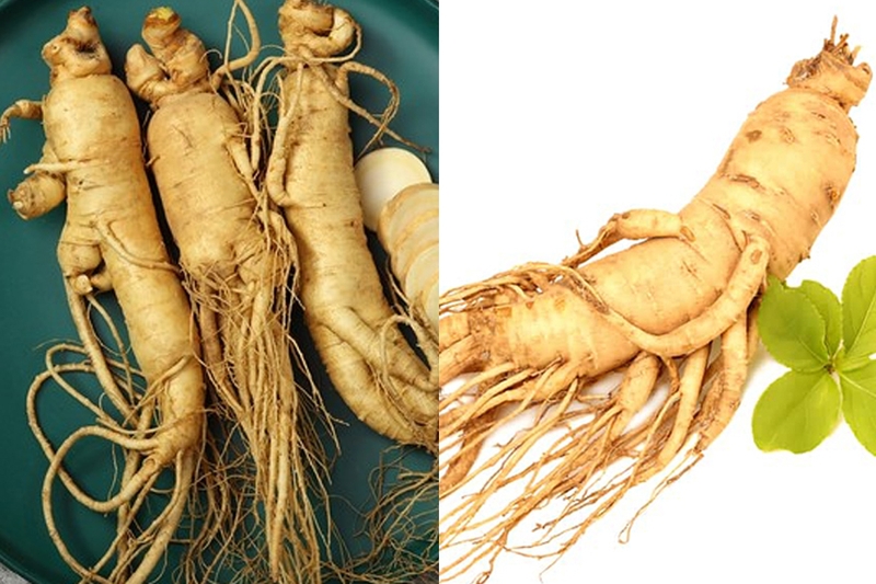 Ung thư phổi có ăn được sâm không? Lưu ý quan trọng khi sử dụng nhân sâm 1