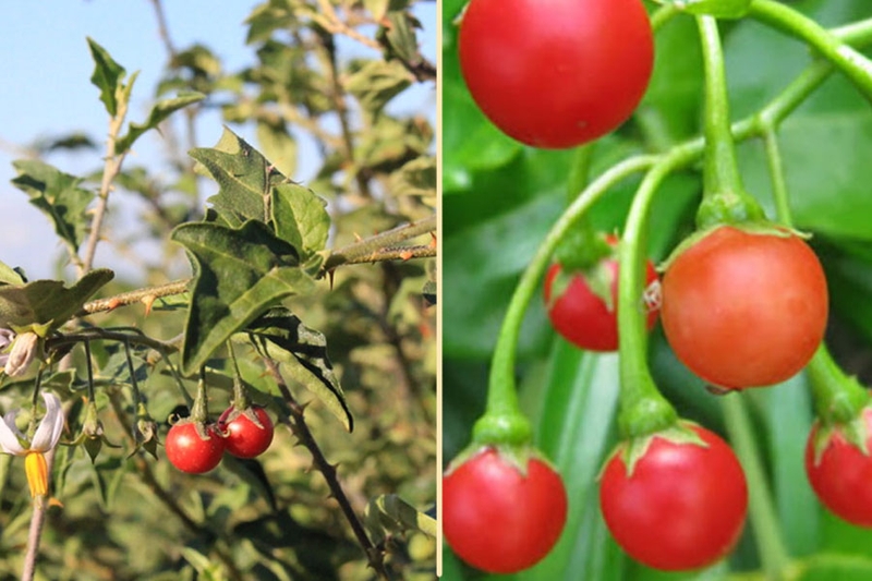 Uống cà gai leo mất ngủ có đúng không? Những lưu ý quan trọng khi sử dụng 1