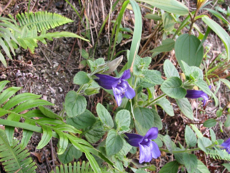 Uống nước nhân trần có tốt không? Những lưu ý khi sử dụng 1