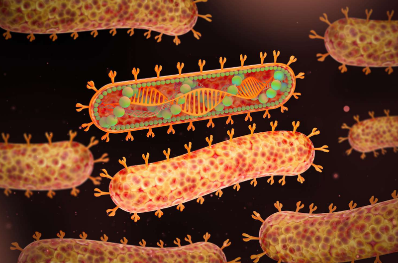 Virus Marburg: Con đường lây truyền, cách điều trị và phòng tránh 1