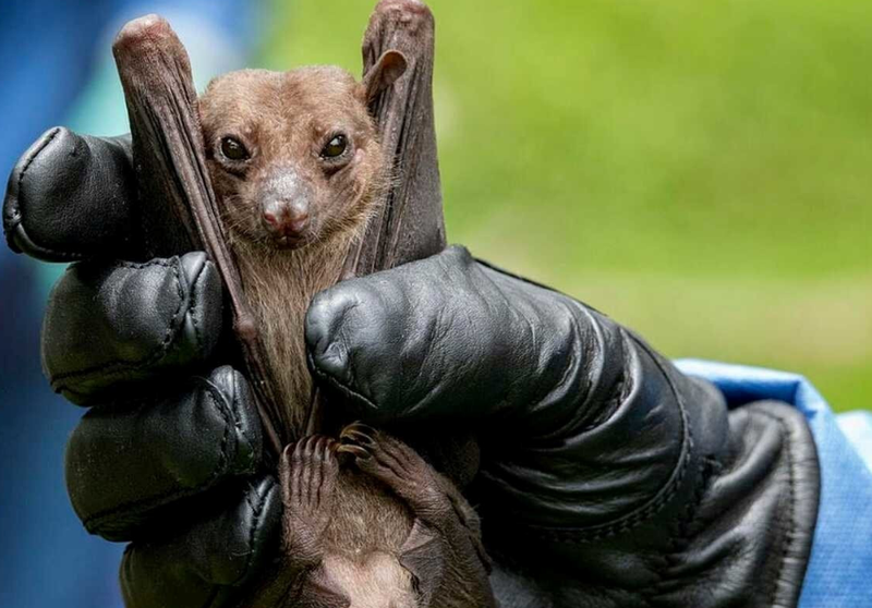 Virus Marburg: Con đường lây truyền, cách điều trị và phòng tránh 3