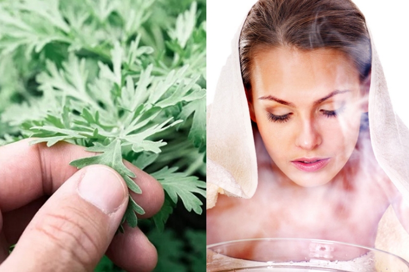 Xông lá ngải cứu có tác dụng gì? Cách xông ngải cứu tốt cho sức khỏe và sắc đẹp 2