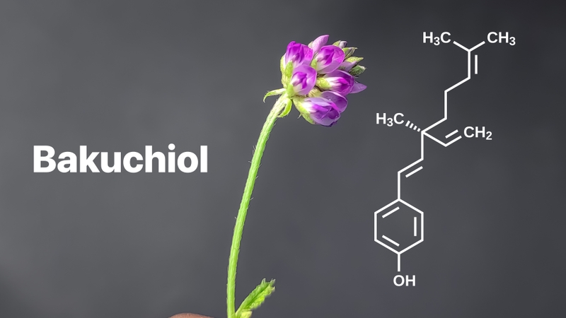 Bakuchiol nên kết hợp với gì? Một số lưu ý khi sử dụng Bakuchiol để chăm sóc da 1