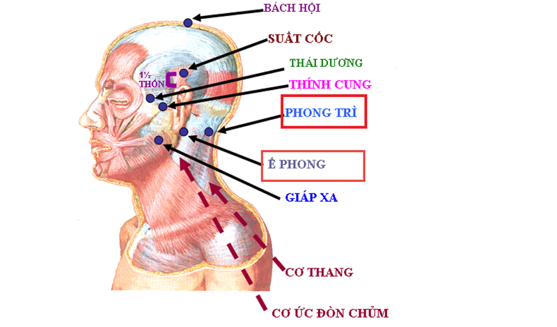 Huyệt phong trì nằm ở vùng gáy, nơi đáy dái tai thẳng sang hai bên