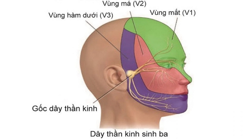 Bấm huyệt chữa đau dây thần kinh số 5: Cách thực hiện và lưu ý 1