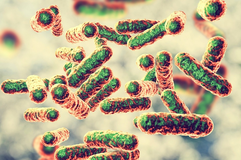 Bạn biết gì về virus bartonella henselae - nguyên nhân gây ra bệnh mèo cào? 1