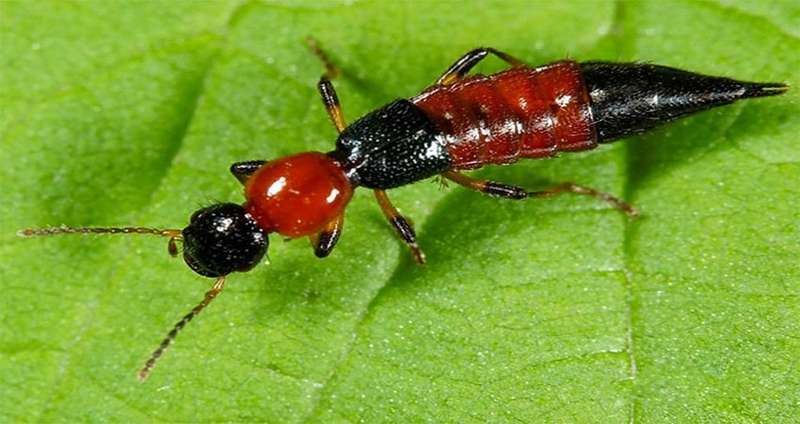 kien ba khoang so mui gi 1