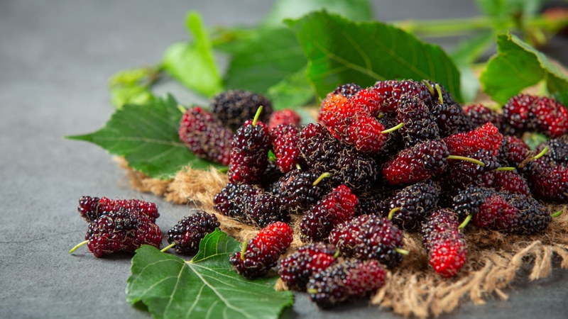 Dâu tằm giúp tóc khỏe và đều màu hơn