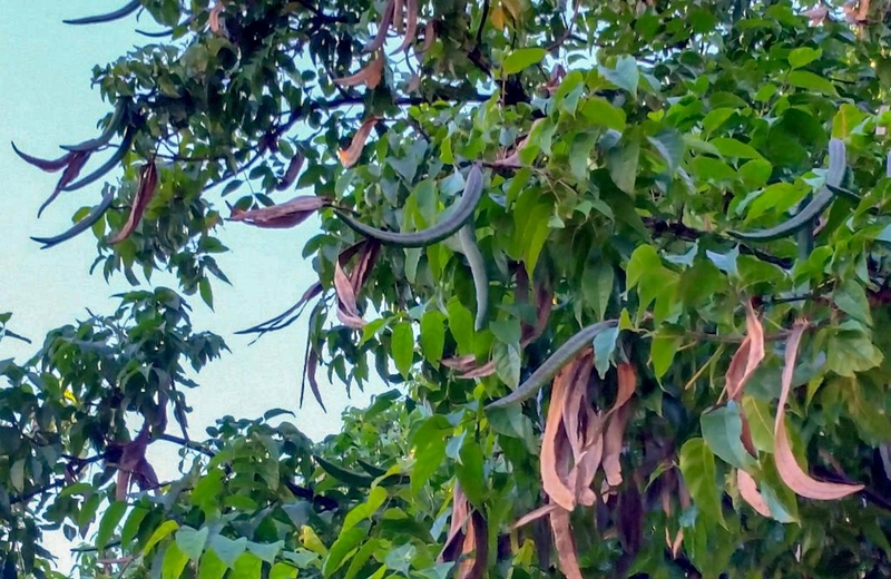 Bạn đã biết cây quao trị bệnh gì chưa? 1