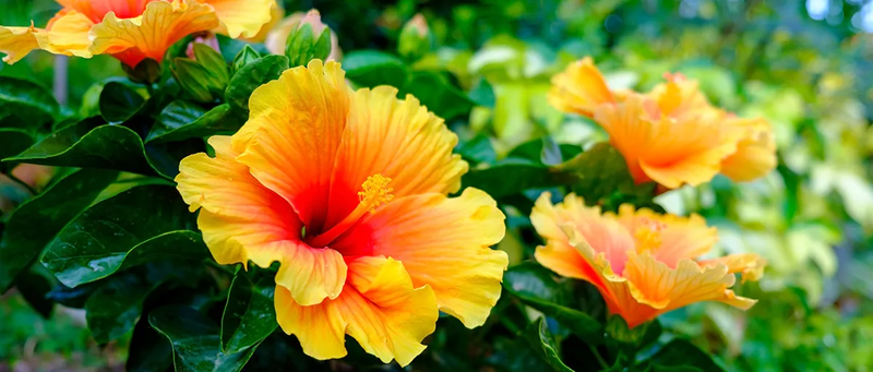 Bạn đã biết: Những loại hoa ăn được tốt cho cơ thể? 4