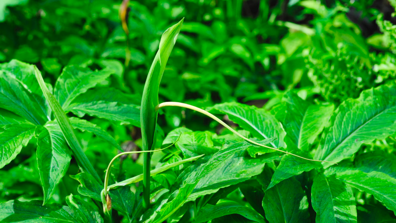 Bán hạ bắc: Vị thuốc quý có nhiều công dụng chữa bệnh 1.png