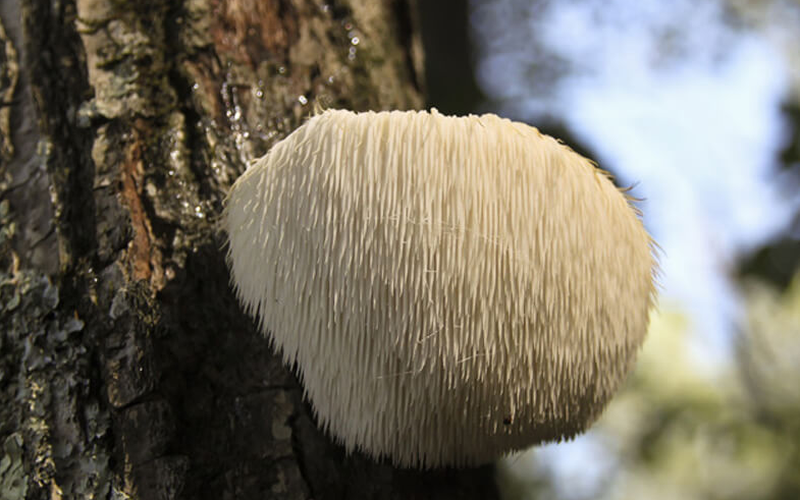 Bạn nên biết 9 công dụng của nấm đầu khỉ, rất tốt cho sức khỏe 1