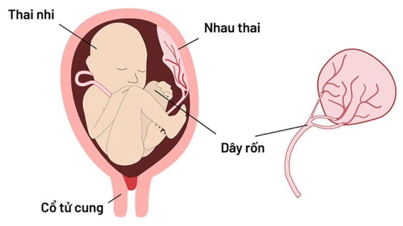 banh-nhau-thai-la-gi-va-nhung-bat-thuong-ve-banh-nhau-thai-can-chu-y 1.jpg