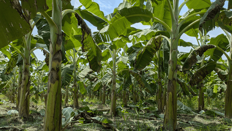 Nhìn chung, thành phần của bánh uôi khá đơn giản, gần gũi với tự nhiên