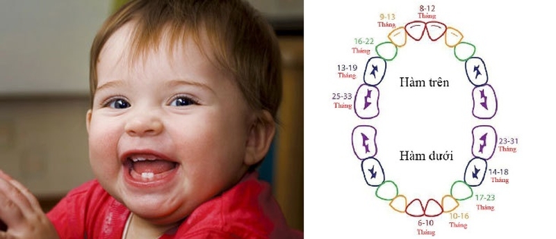 rang-sua-thay-bao-nhieu-cai-tim-hieu-quy-trinh-thay-rang-o-tre-2