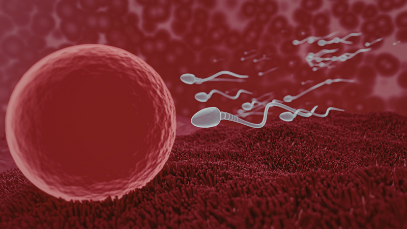 Chất diệt tinh trùng sẽ gây mất khả năng di chuyển của tinh trùng và nhanh chóng bị bất hoạt