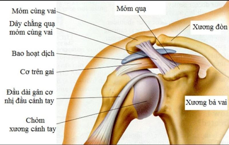 Bao hoạt dịch là gì? Và những điều cần biết về bao hoạt dịch