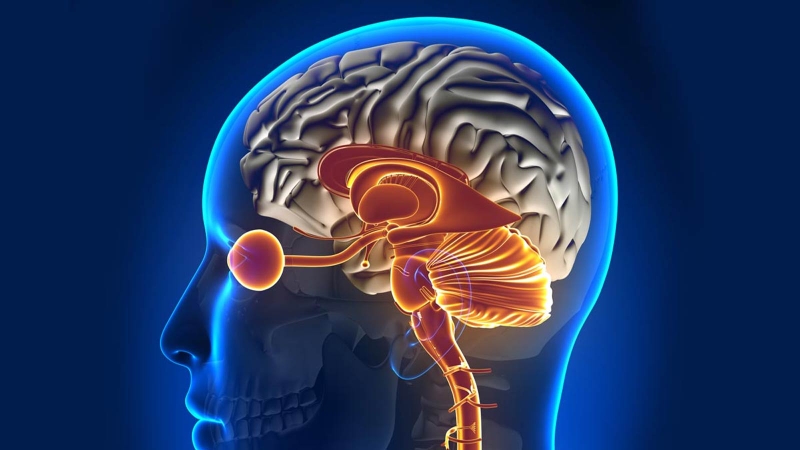 Bao myelin là gì? Bao myelin có tác dụng gì? 4