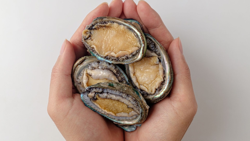 Bào ngư: Giá trị dinh dưỡng và lợi ích sức khỏe từ đại dương 1