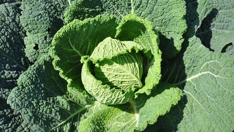 Bắp cải Savoy: Thành phần dinh dưỡng và lợi ích vàng cho sức khỏe 4