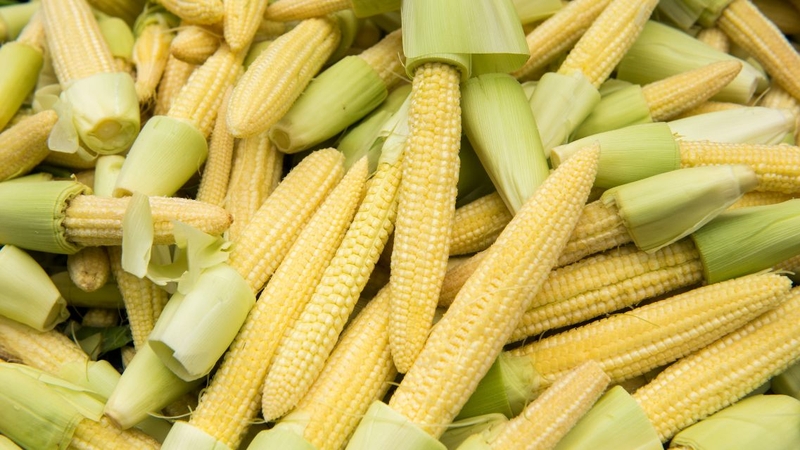 Cần chọn bắp non tươi, sạch để đảm bảo an toàn khi sử dụng