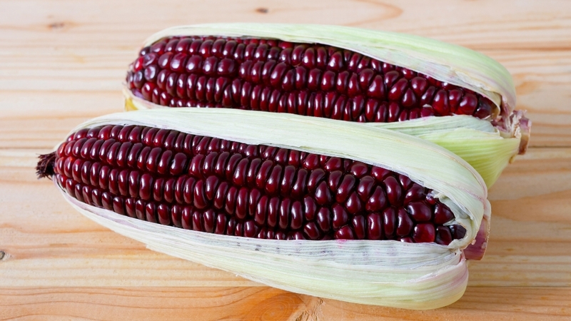 Bắp tím sống cung cấp chất chống oxy hóa, hỗ trợ tim mạch, tiêu hóa và kiểm soát cân nặng