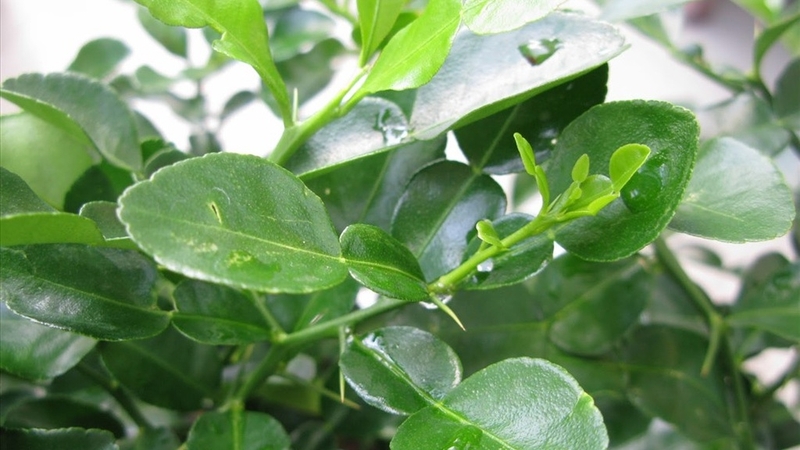 Bật mí 7 lợi ích từ của việc uống nước lá chanh 2