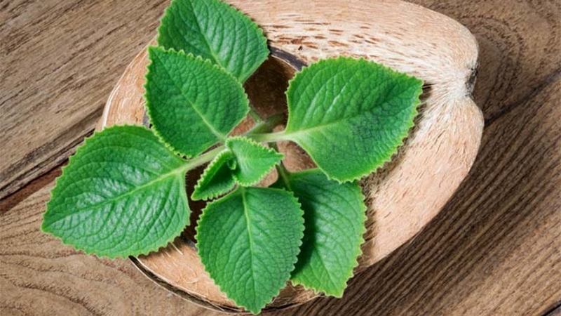 Bật mí các cách trị ho dân gian đơn giản nhưng hiệu quả 2