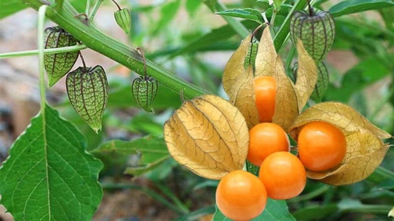 Bật mí các loại quả lạ nên ăn và ăn thế nào cho an toàn? 3