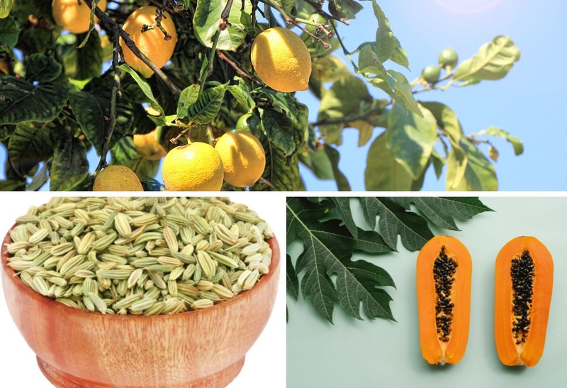 Bật mí cách chữa bướu cổ basedow bằng thuốc nam đơn giản hiệu quả 1