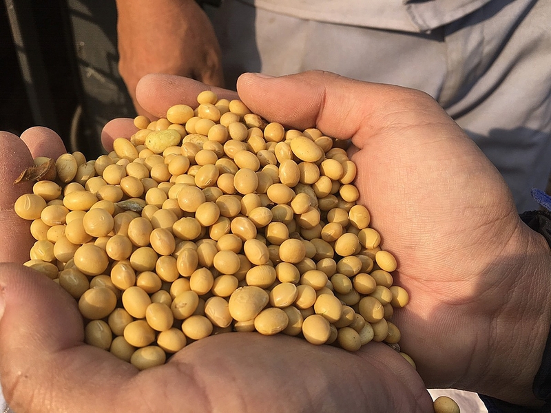 Bật mí cách chữa lẹo mắt nhanh nhất, đơn giản nhất 2