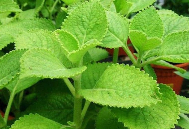 Bật mí các cách làm siro mận cho bé mà mẹ nào cũng nên biết 1