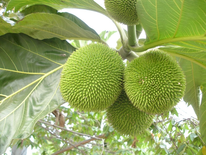 Trái sake có họ hàng với mít