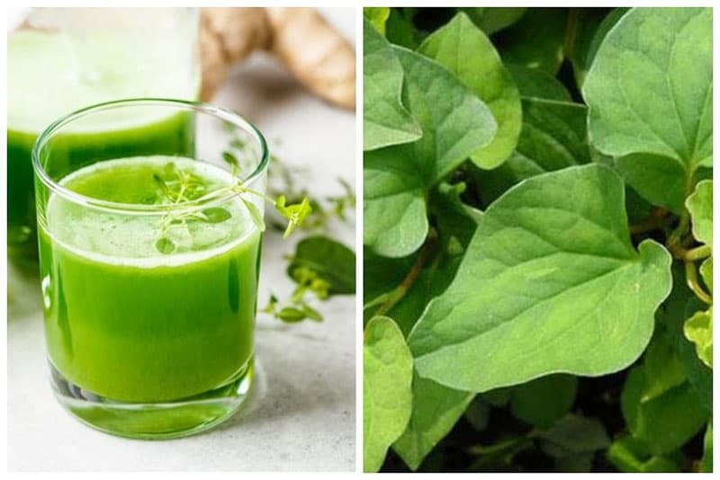 Bật mí cho bạn 3 cách trị nám bằng rau diếp cá đơn giản, hiệu quả3