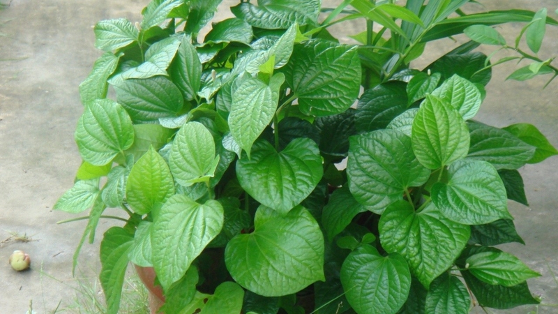 Bật mí mẹo chữa đau vai gáy bằng lá lốt cực hiệu quả 1