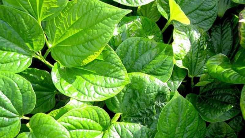 Bài thuốc dân gian trị cước chân hiệu quả là đun lá lốt với nước có pha chút muối rồi ngâm chân