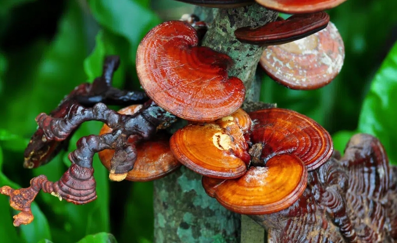 Bật mí một số bài thuốc từ nấm lim xanh hỗ trợ chữa bệnh 1