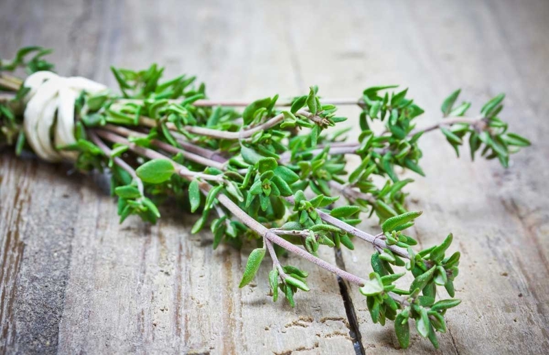 Bật mí một số mẹo xử lý và ngăn ngừa các vết muỗi đốt2